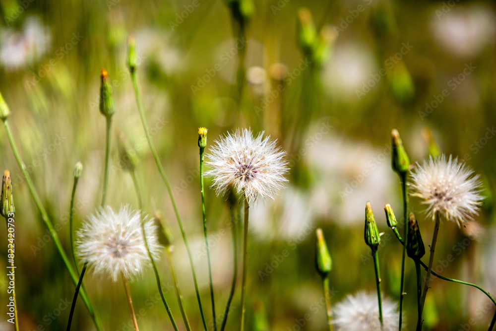 Dramatic field of dandelion flowers and blowball seeds ready to blow away in the California foothills with blurred background and foreground.
