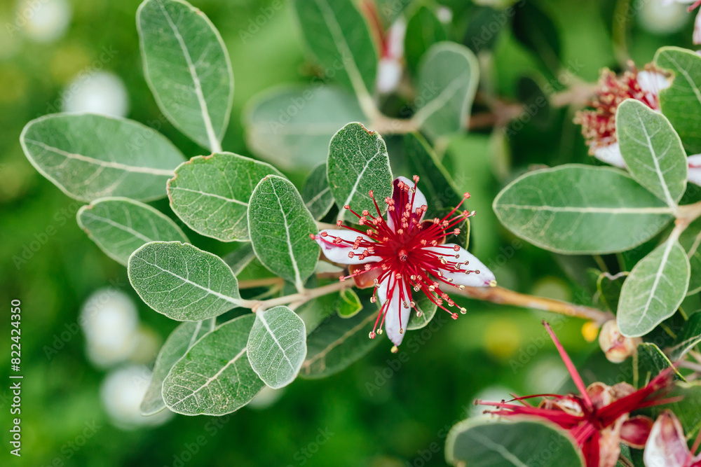 Feijoa shrub flower, nature background Feijoa shrub flower, nature background