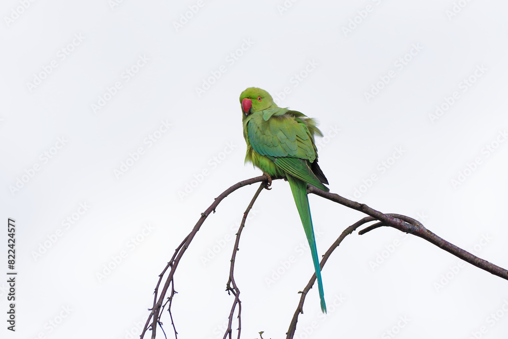 Une perruche à collier (Psittacula krameri) perchée sur la cime d'un bouleua Une perruche à collier (Psittacula krameri) perchée sur la cime d'un bouleua