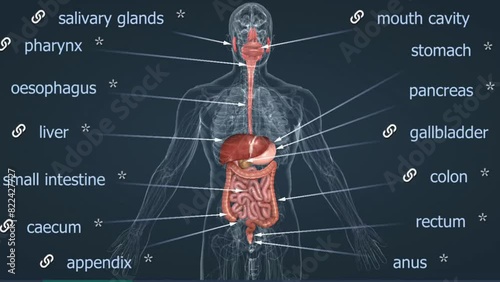 Digestive system glands photo