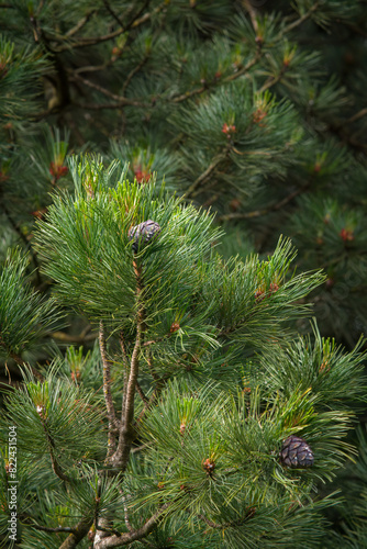 The red  blossom and purple cone from the swiss stone pine  pinus cembra  on a twig in spring