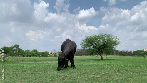 Buffalo eating grass in farmland italian mediterranean buffalo and indian buffalo  photo