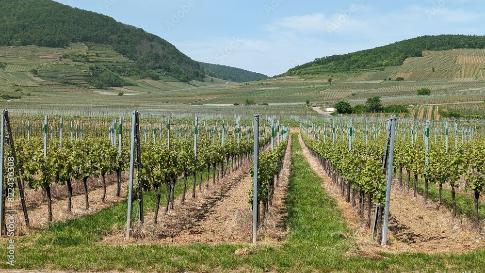 Obraz premium Beautiful Vineyard with Lush Green Grape Vines Under Clear Blue Skies
