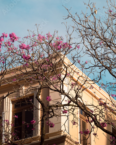 ipê rosa em frente a um prédio histórico