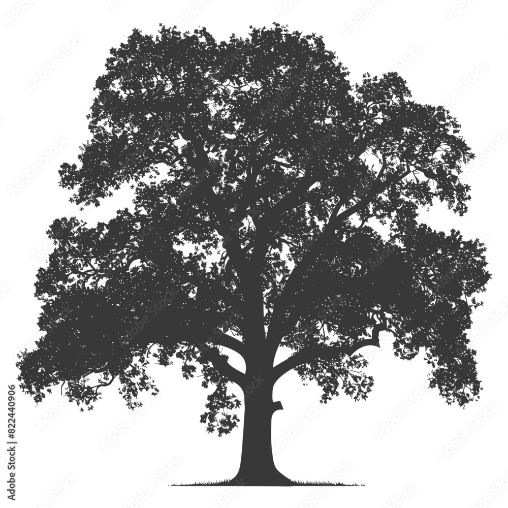 Fototapeta premium Silhouette oak tree full black color only
