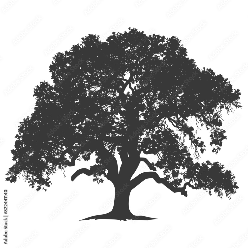 Fototapeta premium Silhouette oak tree full black color only