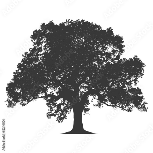 Silhouette oak tree full black color only