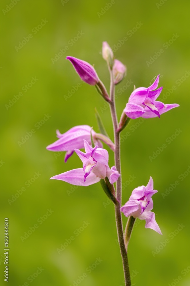 Orchid Red helleborine (Cephalanthera rubra) on green background. Closeup of a flowering red helleborine orchid. Orchid Red helleborine (Cephalanthera rubra) on green background. Closeup of a flowering red helleborine orchid.