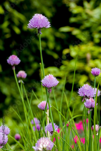 pink flowers of chives in the sunlight against a blurred background
