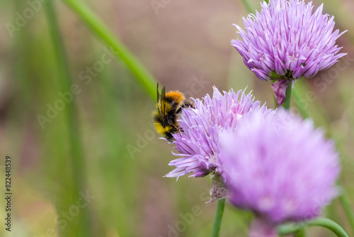 a carder bee in search of nectar on a pink flower of the common chives