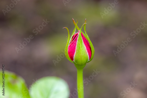 a red rose whose bud is not yet fully open in front of a blurred background