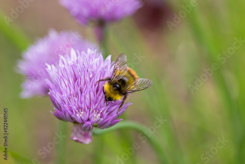 a carder bee in search of nectar on a pink flower of the common chives