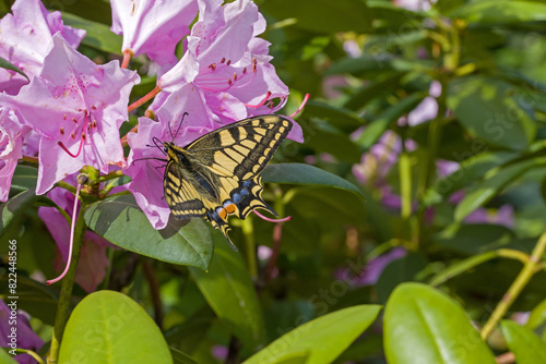 the colorful old world swallowtail on a pink rhododendron flower