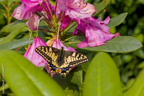 the colorful old world swallowtail on a pink rhododendron flower