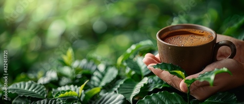 Close-up of hands holding a ceramic coffee cup above lush green coffee plants, symbolizing organic farming and sustainable coffee production.