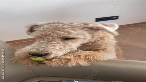 dog on the floor