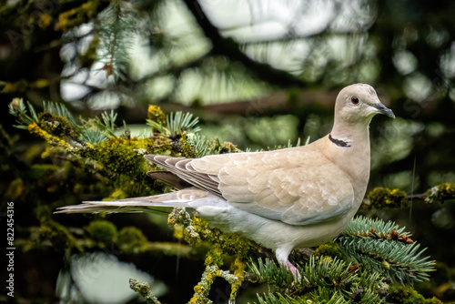 a collared dove perched on a tree at a spring day