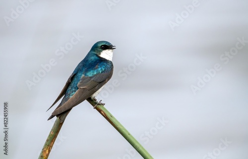 Tree swallow in bright aqua blue perched on a v shaped blade of grass