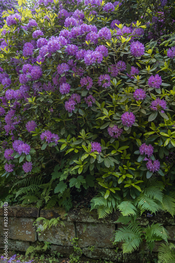 Blühende große Rhododendron im Park