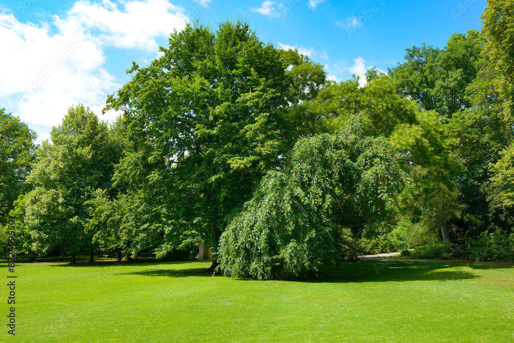 Green grass and trees in picturesque clearing in the park. Green grass and trees in picturesque clearing in the park.