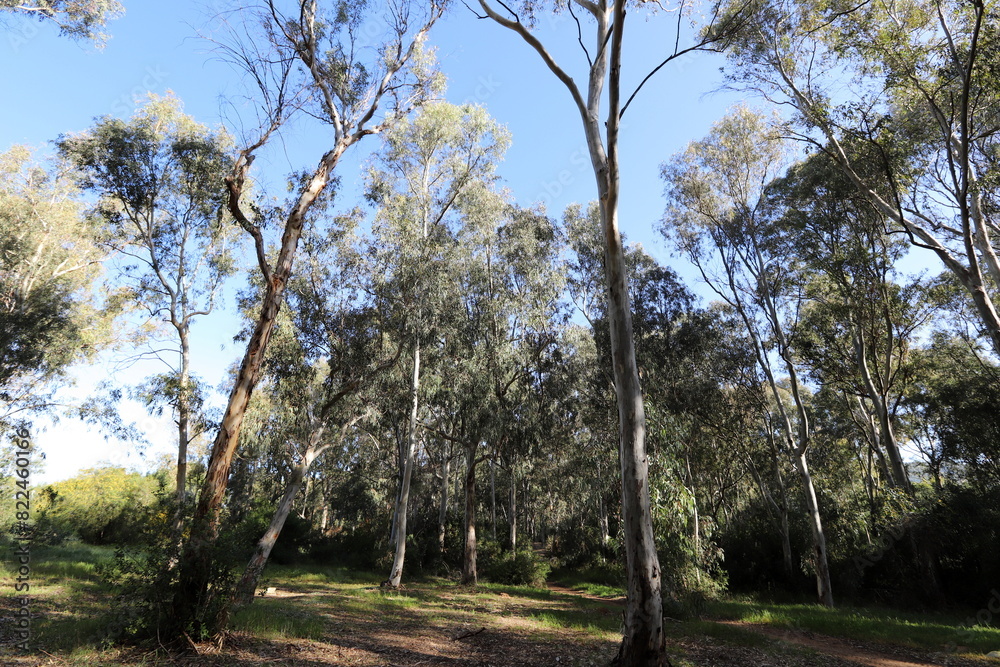 Dense eucalyptus forest in northern Israel.