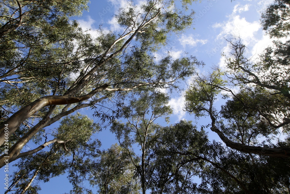 Dense eucalyptus forest in northern Israel. Dense eucalyptus forest in northern Israel.