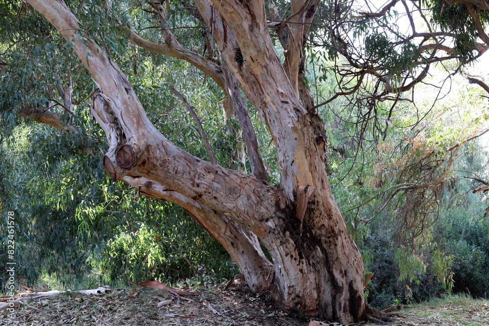 Dense eucalyptus forest in northern Israel. Dense eucalyptus forest in northern Israel.