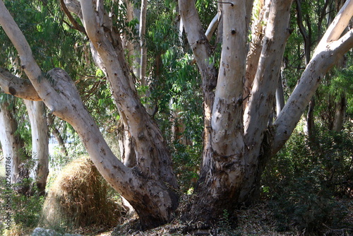 Dense eucalyptus forest in northern Israel.