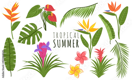 Fotografija Hand drawn botanical collection of tropical plants and flowers on white backgrou