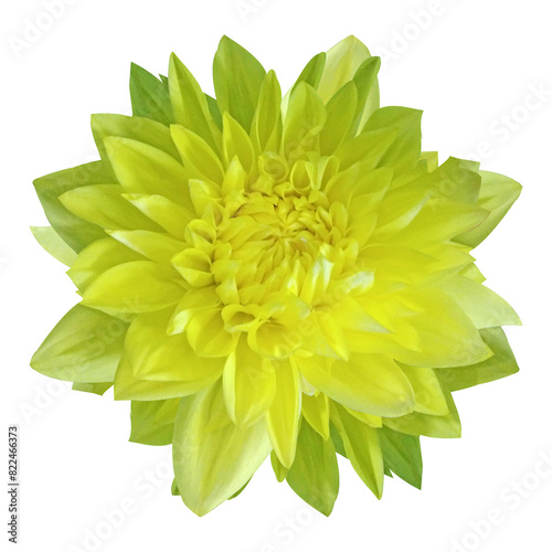 Wallpaper Mural  Beautiful Dahlia Flower Image Torontodigital.ca