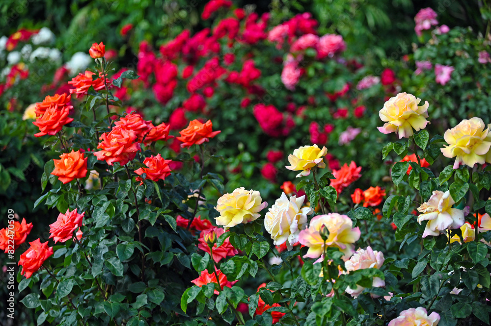 Colorful roses garden in Volksgarten Vienna spring season
