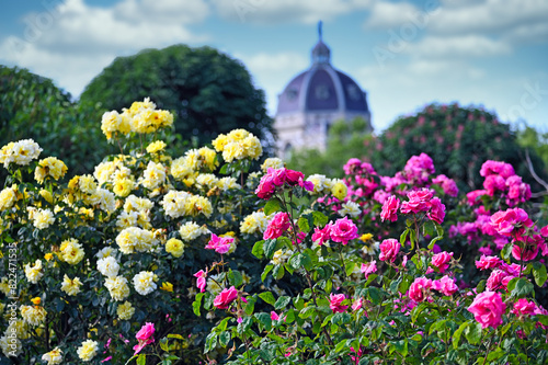 Volksgarten with colorful roses flower garden in Vienna spring season photo