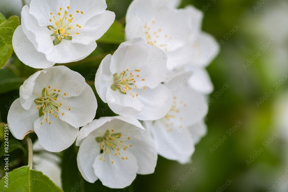 White flowers of apple trees closeup on a blurred green background. White flowers of apple trees closeup on a blurred green background.