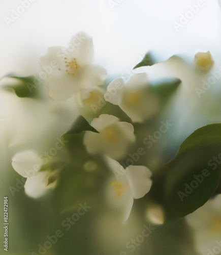 Close-up of white flowers in a soft filter. Blur composition with a bush of white garden flowers on a light background.