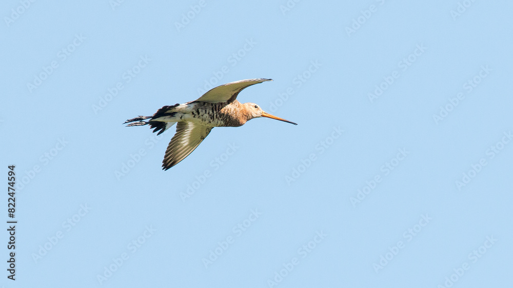 Obraz premium heron flying