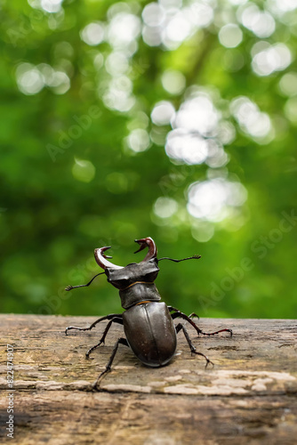 European wild beetle - the European stag beetle or the greater stag beetle, Latin Lucanus cervus - a male with large mandibles, in the middle of a spring green forest on a fallen tree trunk