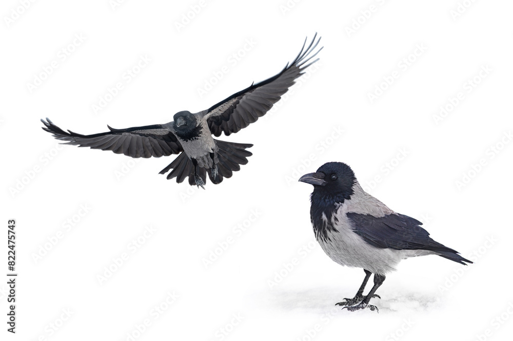 Fototapeta premium gray crow isolated on white background