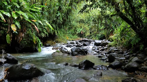 river in the tropical forest rainy day dense vegetation trace des jesuites martiniq SBV 338831926 4K  photo