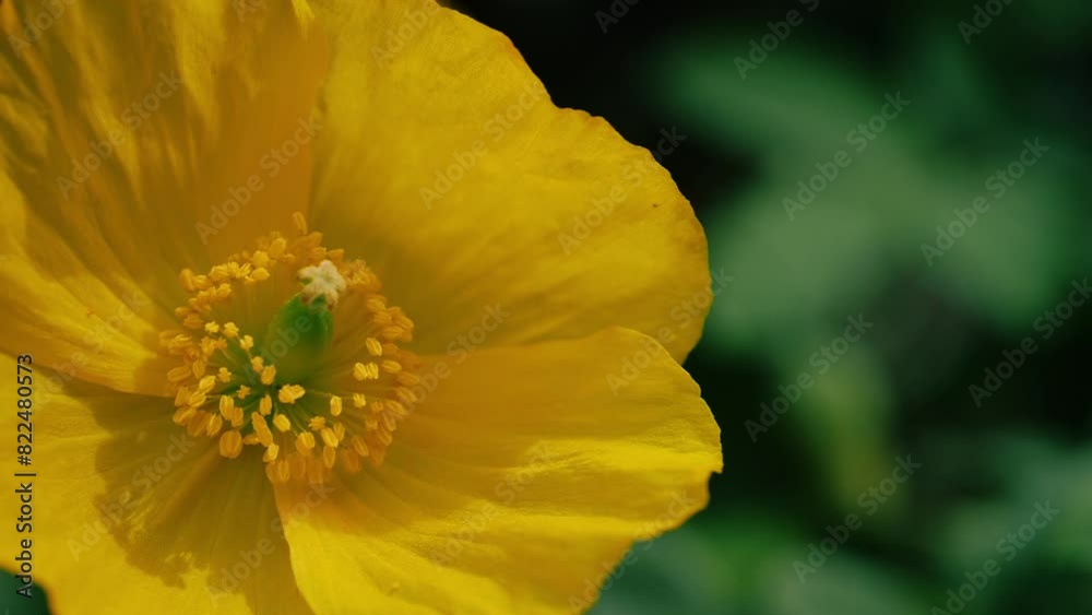 Yellow horned welsh poppy garden close up macro Yellow horned welsh poppy garden close up macro