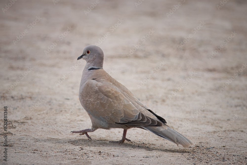 Eurasian collared dove walks on the ground perpendicular to the camera lens on a cloudy spring day. Close-up portrait of a Eurasian collared dove with a grey background. Eurasian collared dove walks on the ground perpendicular to the camera lens on a cloudy spring day. Close-up portrait of a Eurasian collared dove with a grey background.