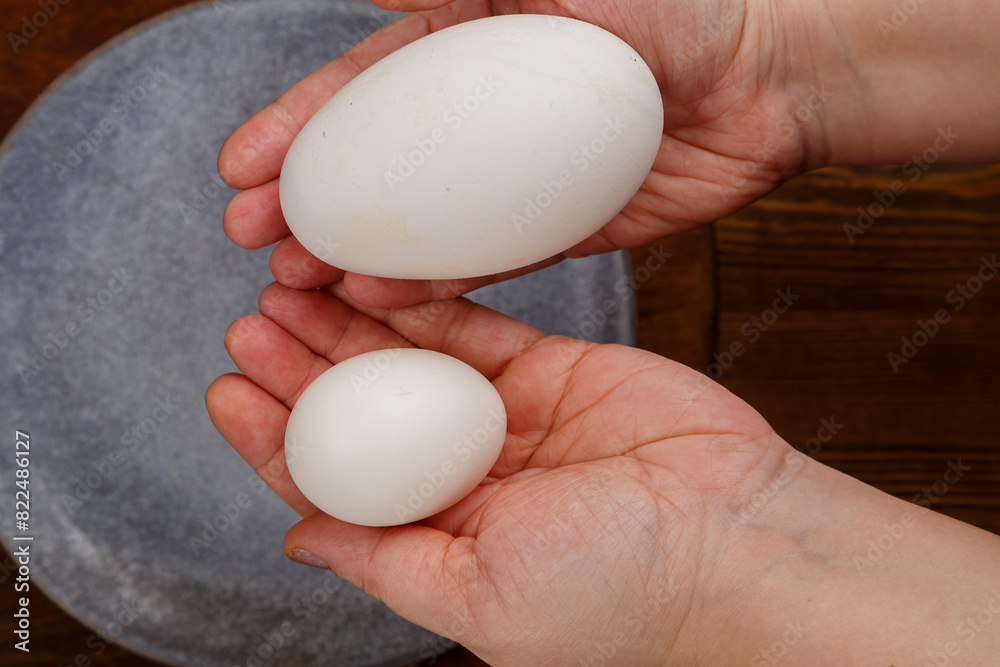 comparison of goose and quail eggs in female hands comparison of goose and quail eggs in female hands