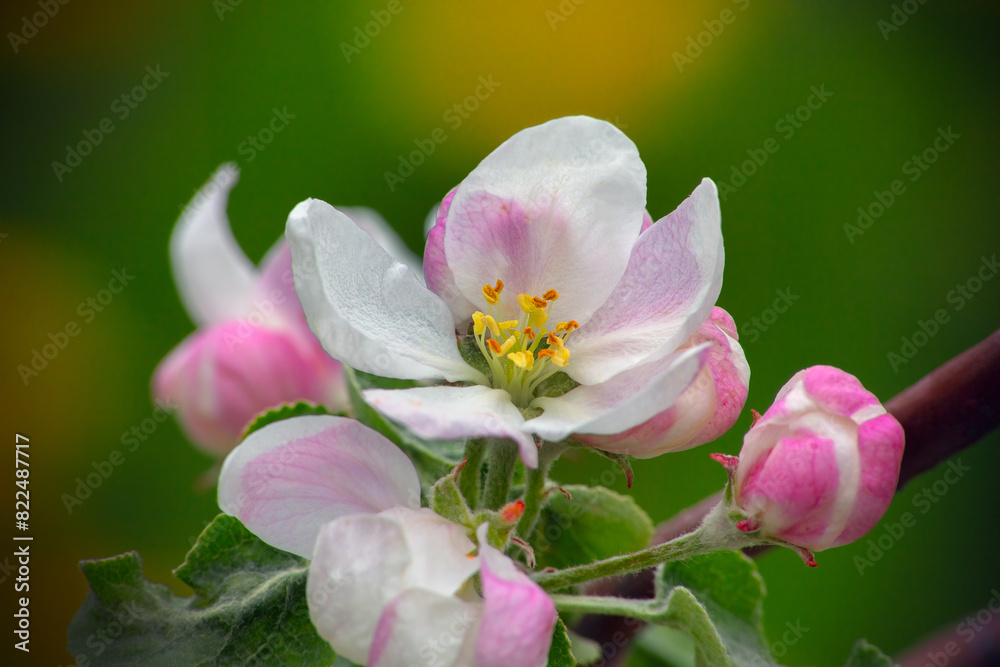 apple blossom tree branch in an orchard pink flower apple blossom tree branch in an orchard pink flower