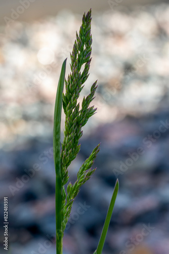 Close-up view of Smooth Meadow-Grass (Poa pratensis) photo