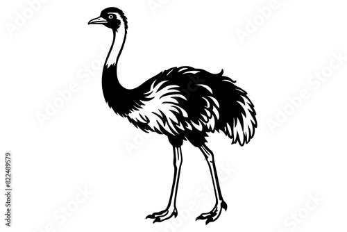 ostrich vector silhouette illustration