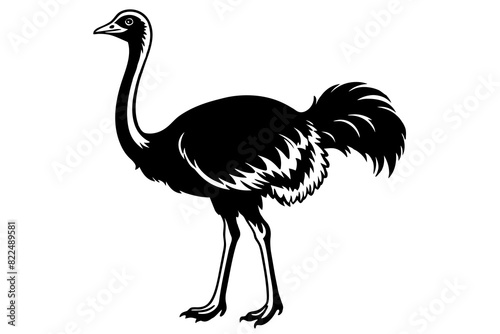 ostrich vector silhouette illustration