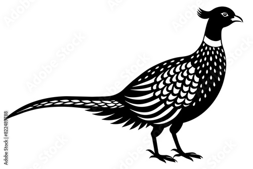pheasant vector silhouette illustration