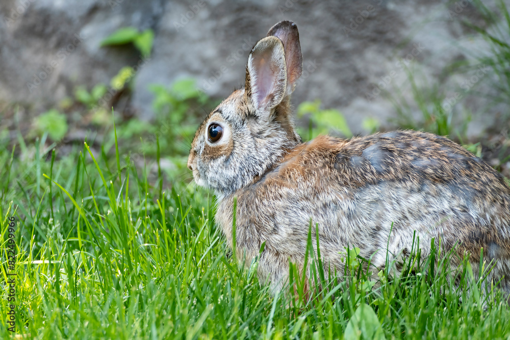 Closeup of a Cute Cottontail Rabbit in a Backyard Garden Closeup of a Cute Cottontail Rabbit in a Backyard Garden