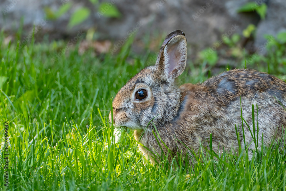 Fototapeta premium Closeup of a Cute Cottontail Rabbit in a Backyard Garden