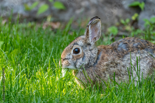 Closeup of a Cute Cottontail Rabbit in a Backyard Garden