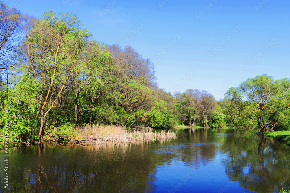River landscape of forest, grass on the river bank, sunny, bright weather, during the day.